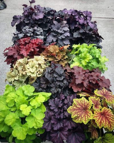 Heuchera micrantha - Coral Bells