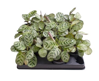 Maranta leuconeura - Prayer Plant