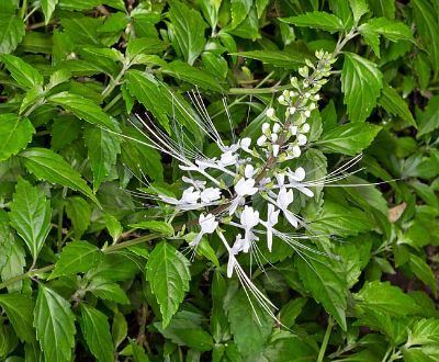 Orthosiphon aristatus - Cat's Whiskers