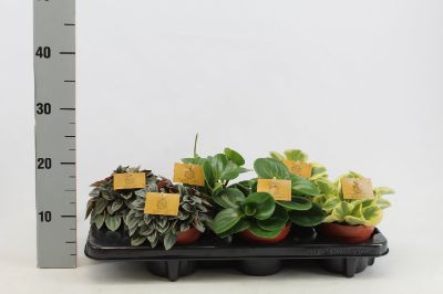 Peperomia spp. Mix