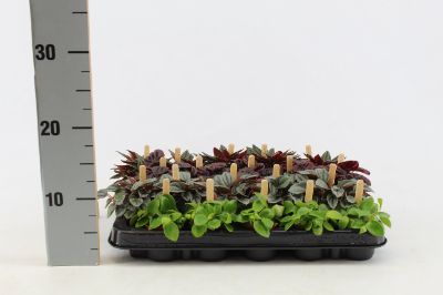 Peperomia spp. Mix