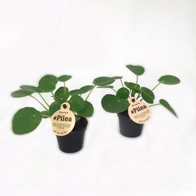 Pilea spp. Mix