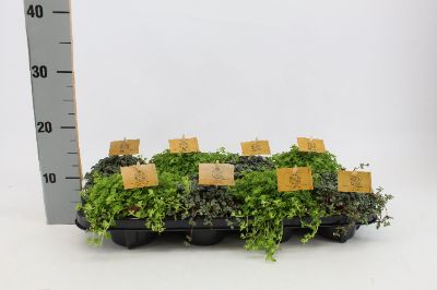 Pilea spp. Mix