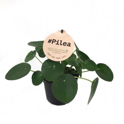 Pilea spp. Mix