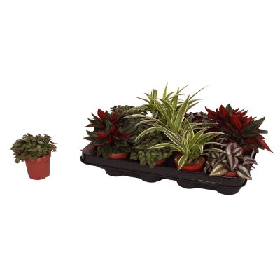 Plant Mix -Bambino