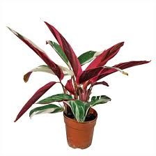 Stromanthe sanguinea spp. 'Magic star' or 'Triostar'