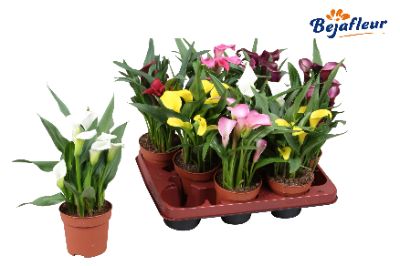 Zantedeschia spp. Mix - Calla Lily