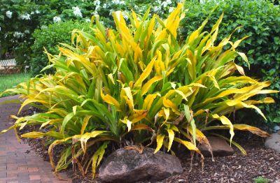 Crinum xanthophyllum - Giant Yellow Crinum Lily