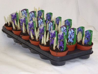 Iris spp. Mix - Irises
