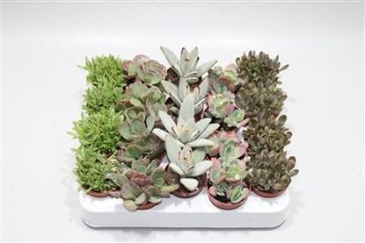 Kalanchoe spp. - Kalanchoe Mini Mix