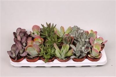 Kalanchoe spp. - Kalanchoe Mix