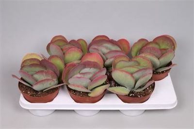 Kalanchoe spp. - Kalanchoe Mix