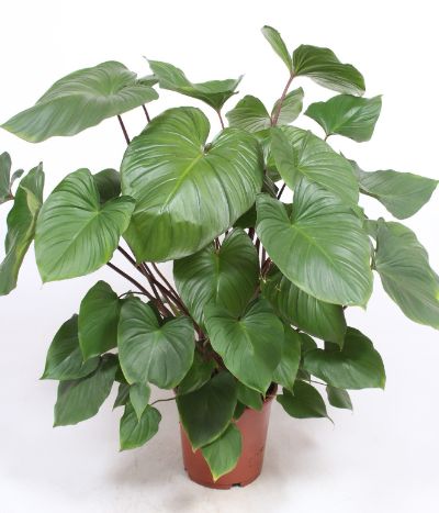 Homalomena rubescens