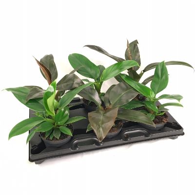 Philodendron 'Imperial Red' or 'Imperial Green'