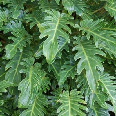 Philodendron 'Xanadu'