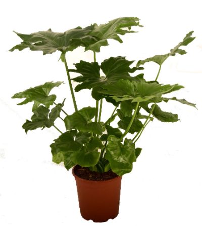 Philodendron selloum