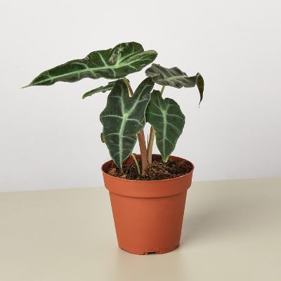 Alocasia Amazonica 'polly' - African Mask