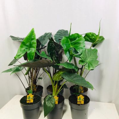 Alocasia Spp. Mix