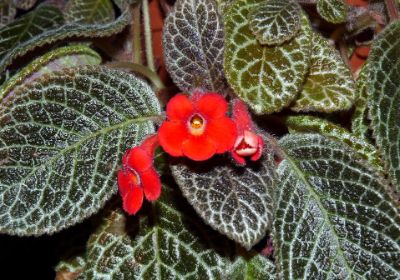 Episcia Spp. - Flame Violet