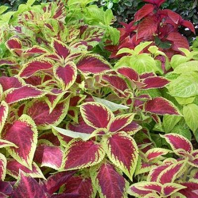 Coleus blumei syn Solenostemon scutellarioides varieties-  Coleus, Joseph's Coat Assorted