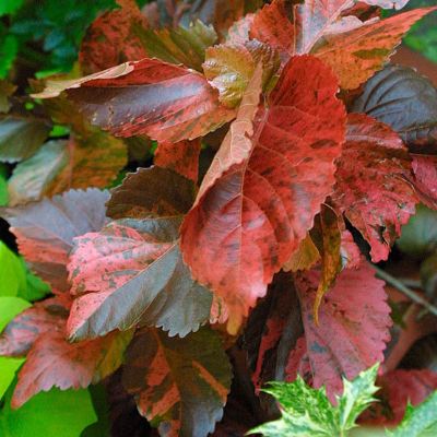 Acalypha wilkesiana - Assorted Red Acalypha
