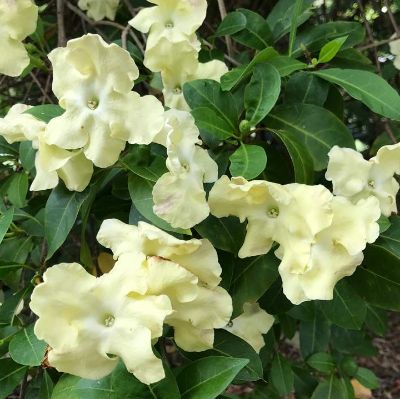 Brunfelsia americana - Gentleman Of The Night 10P