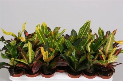 Codiaenum Mix Var KL - Croton