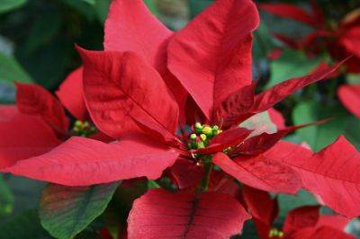 Euphorbia pulcherrima - Assorted Poinsettia
