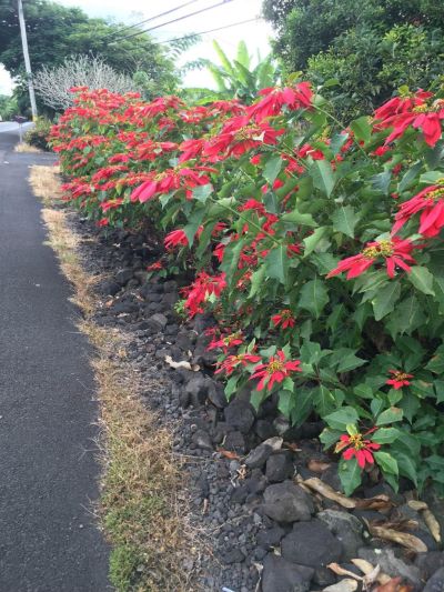 Euphorbia pulcherrima - Assorted Poinsettia