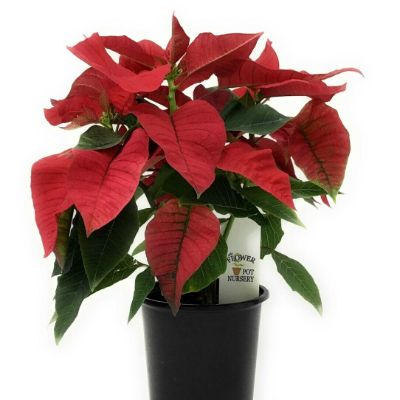 Euphorbia pulcherrima - Assorted Poinsettia