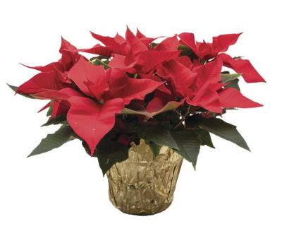 Euphorbia pulcherrima - Assorted Poinsettia