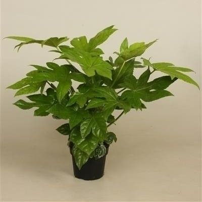 Fatsia japonica - Japanese aralia