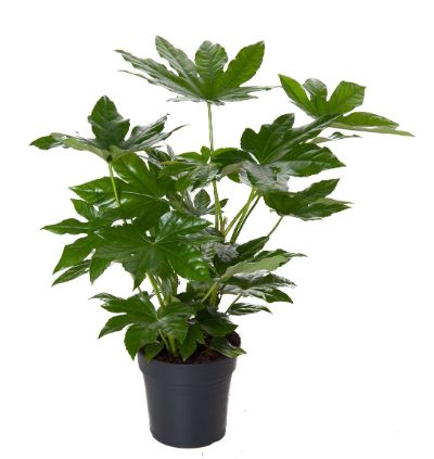Fatsia japonica - Japanese aralia