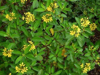 Galphimia gracilis - Canary Bush