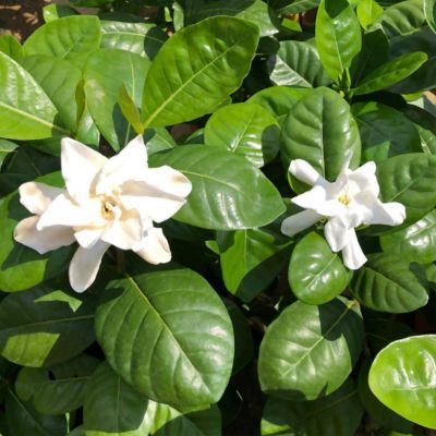 Gardenia taitensis - Tahitian Gardenia or Tahitian Jasmine