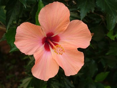 Hibiscus spp. - Assorted Hibiscus Medium Flower