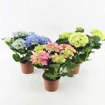 Hydrangea spp. Mix