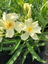 Nerium Oleander - Oleander Assorted