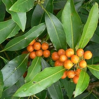 Pittosporum spp. - Green Pittosporum