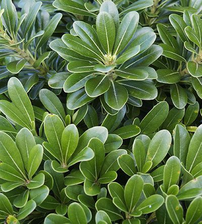 Pittosporum tobira 'Nanum' - Japanese Mock Orange