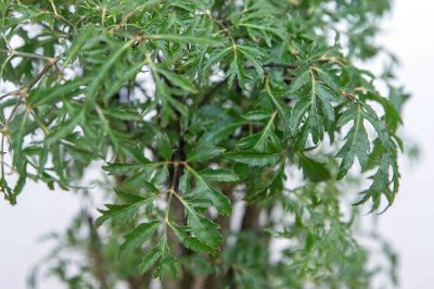 Polyscias fruticosa - Angelica, Ming Aralia