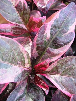 Pseuderanthemum atropurpureum - Eranthemum Pink and Red