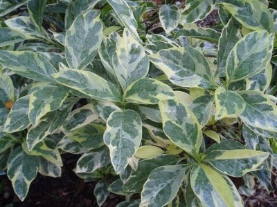 Pseuderanthemum variegatum - Green & White Eranthemum