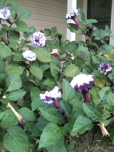 Datura spp. - Angel's Trumpet