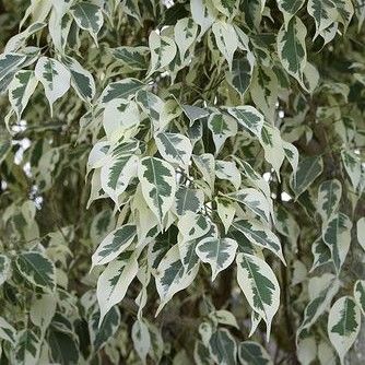 Ficus Benjamina - Ficus Starlight