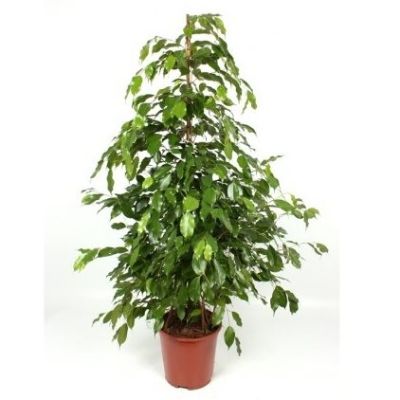 Ficus Benjamina Mix