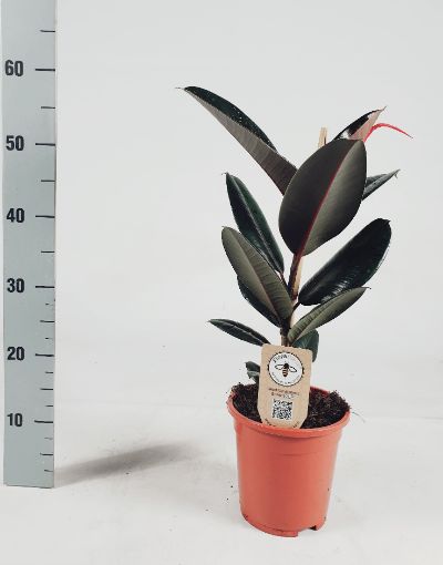 Ficus Elastica Mix - Rubber Plant