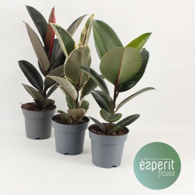 Ficus Mix