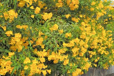 Tecoma stans -  Bell Flower