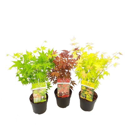Acer Palmatum Mix -  Japanese Maple